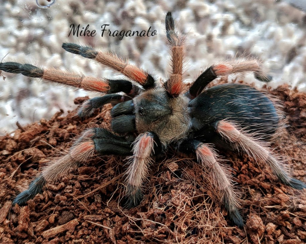 Brachypelma baumgarteni