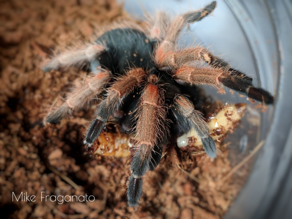 Brachypelma baumgarteni