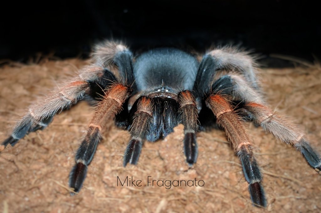 Brachypelma baumgarteni