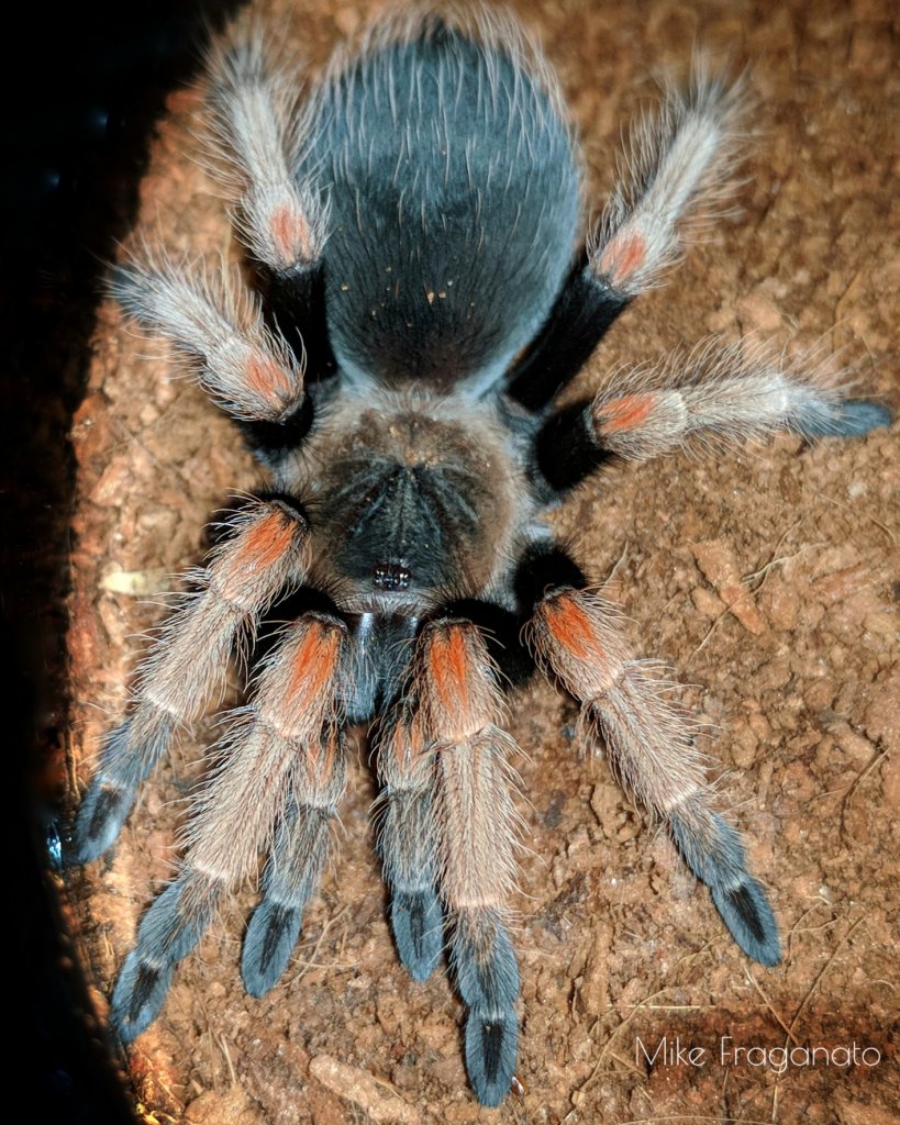 Brachypelma baumgarteni