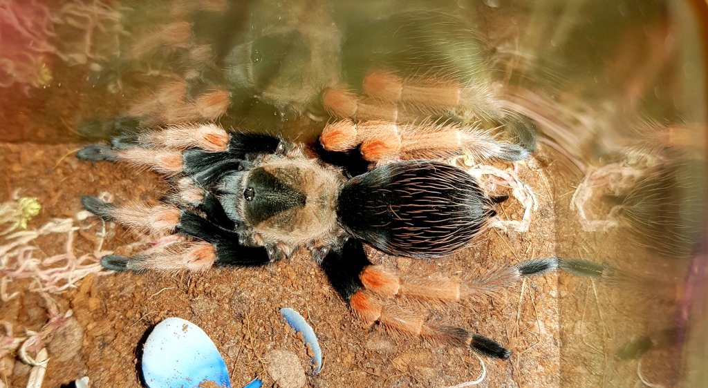 Brachypelma baumgarteni