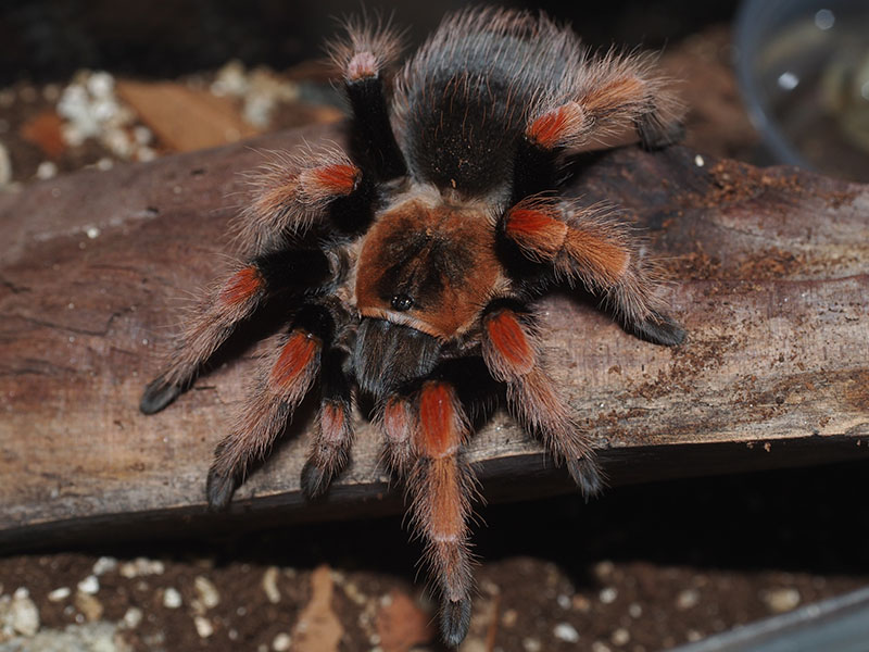 Brachypelma baumgarteni?