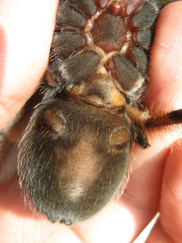 Brachypelma baumgarteni