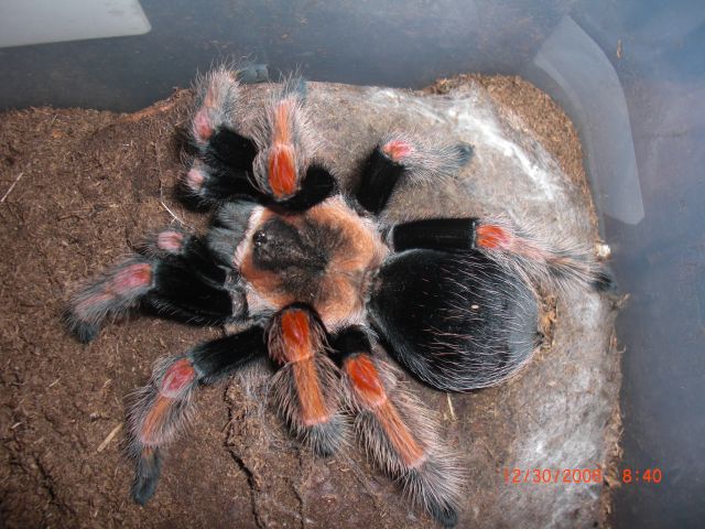 Brachypelma Baumgarteni