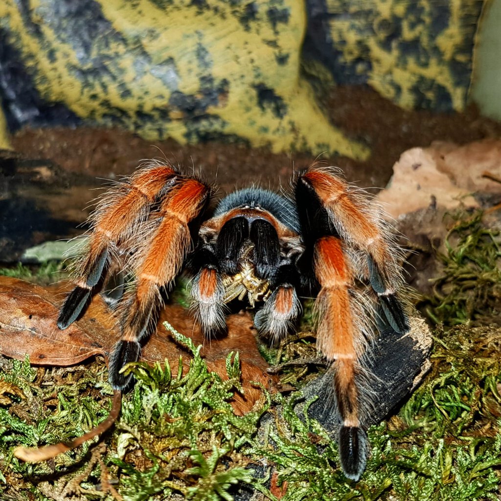 Brachypelma boehmei 0.1 | Arachnoboards