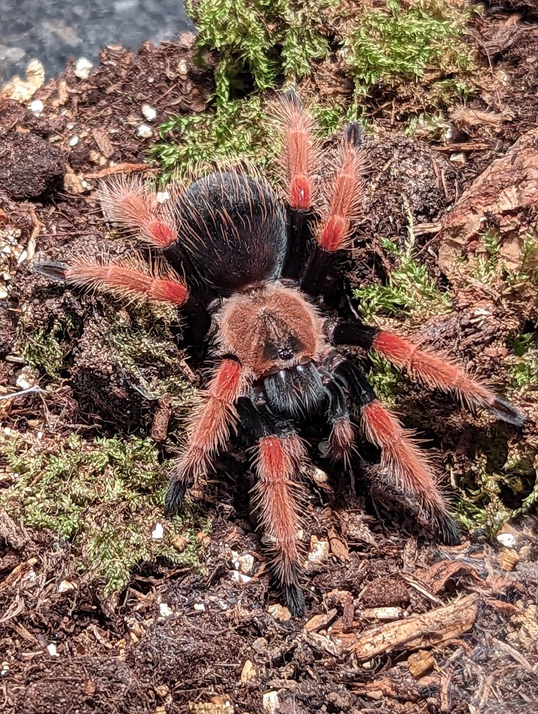 Brachypelma boehmei 0.1