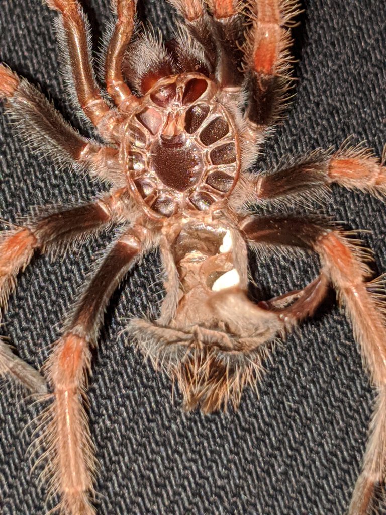 Brachypelma Boehmei 1.5"