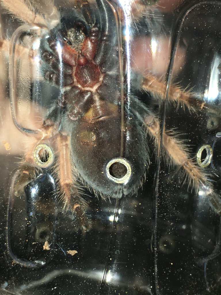 Brachypelma boehmei, 2.25”