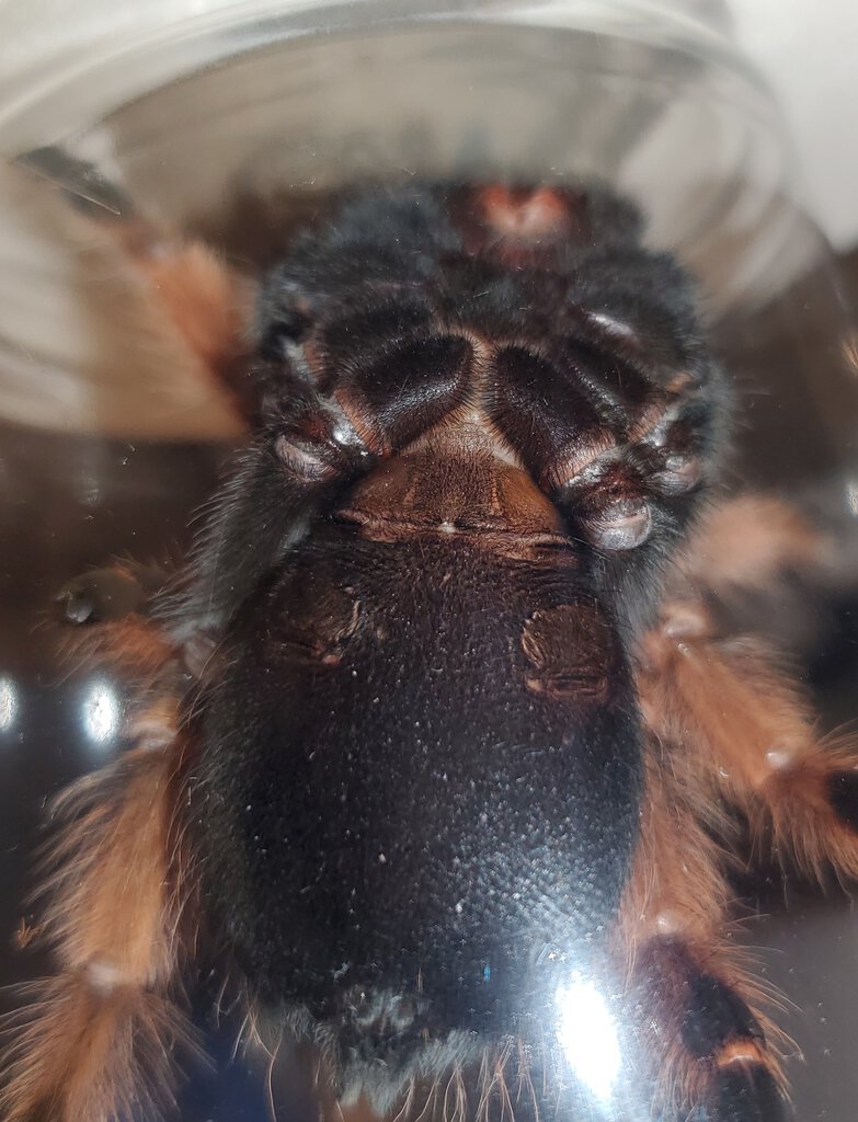 Brachypelma boehmei 4"