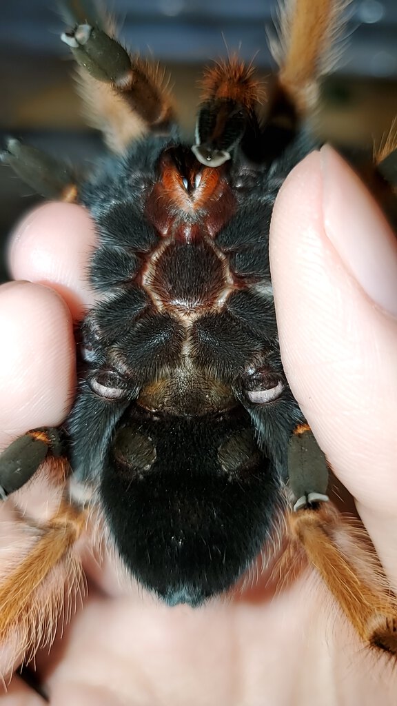 Brachypelma boehmei 4"