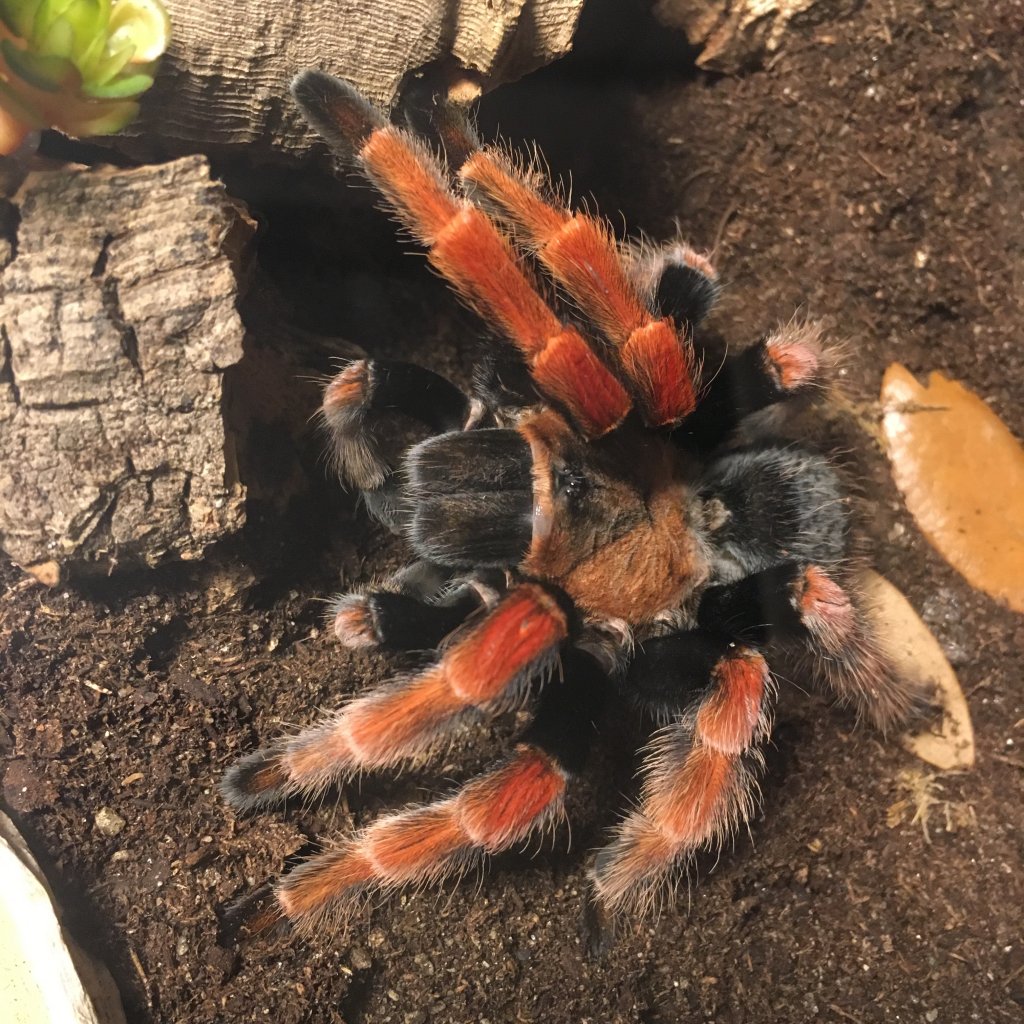 Brachypelma boehmei 5-6” dls