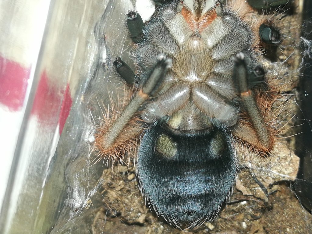 Brachypelma boehmei, after molt