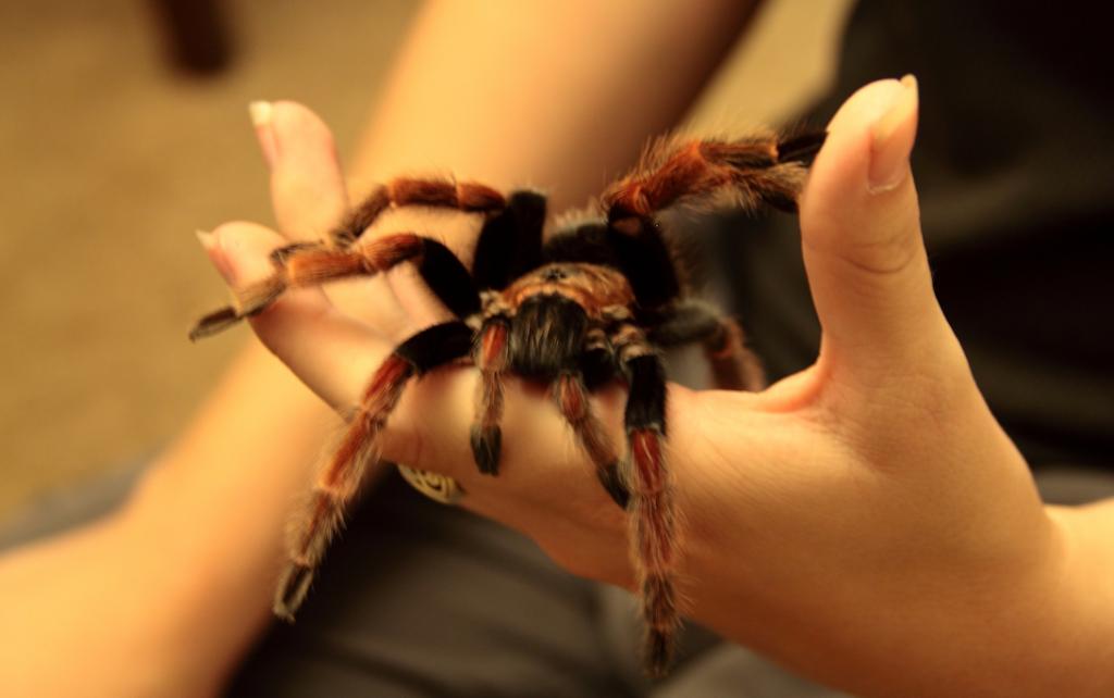 Brachypelma Boehmei - Audrey