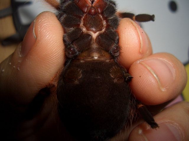 Brachypelma Boehmei Female Or Male ? Help Me Please