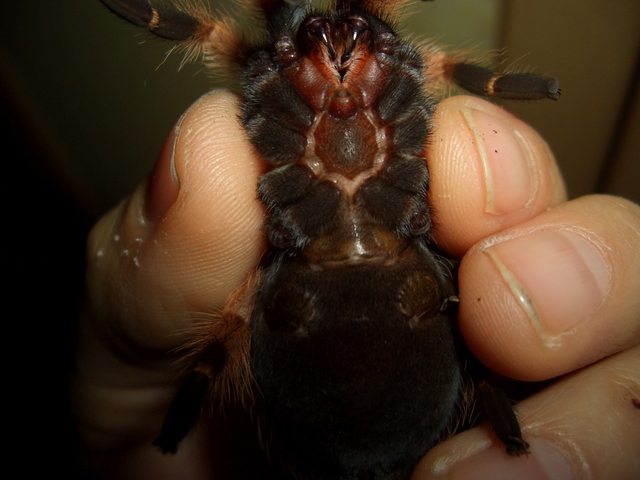 Brachypelma Boehmei Female Or Male ? Help Me Please