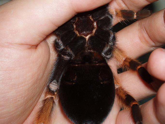 Brachypelma boehmei,female?