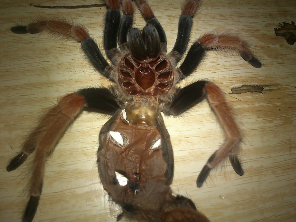 Brachypelma boehmei female