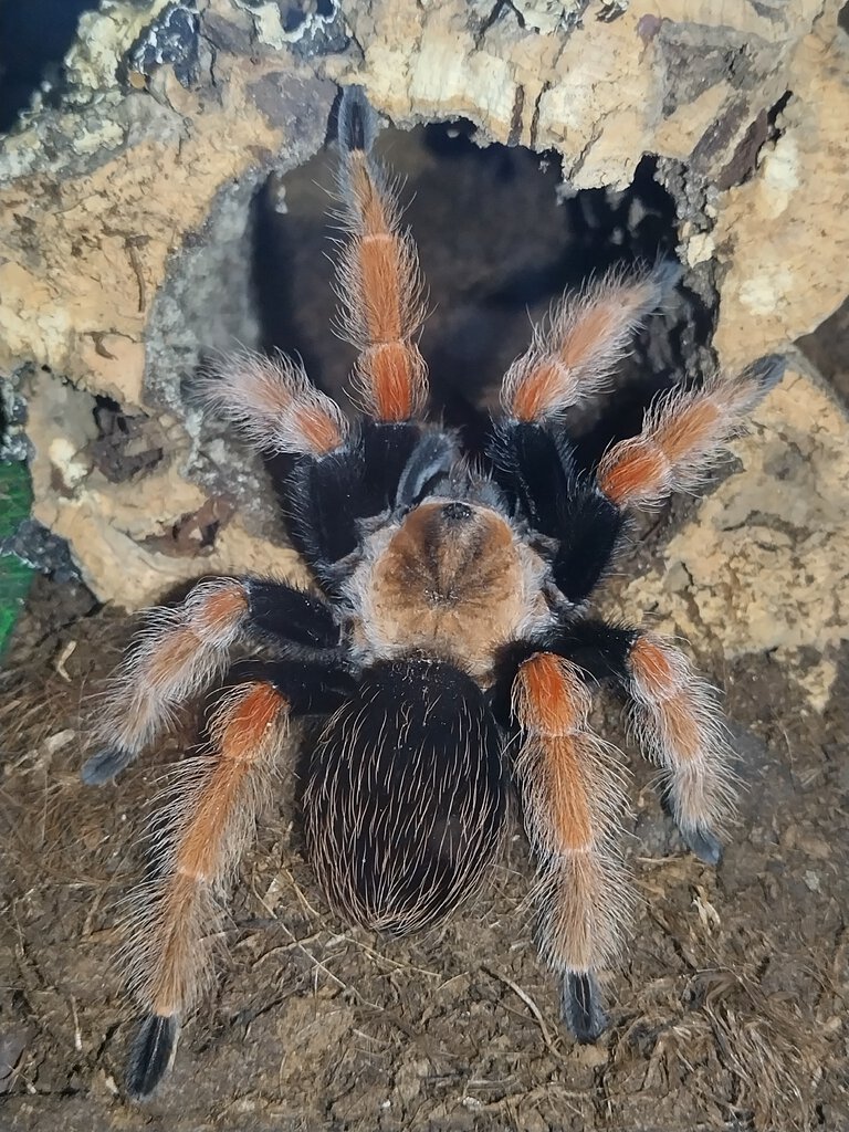 Brachypelma boehmei female