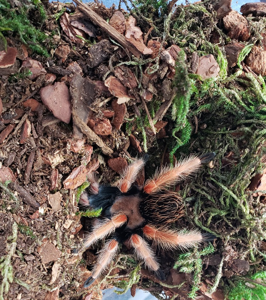 Brachypelma boehmei Juvenile 2.5"+ Suspect Female