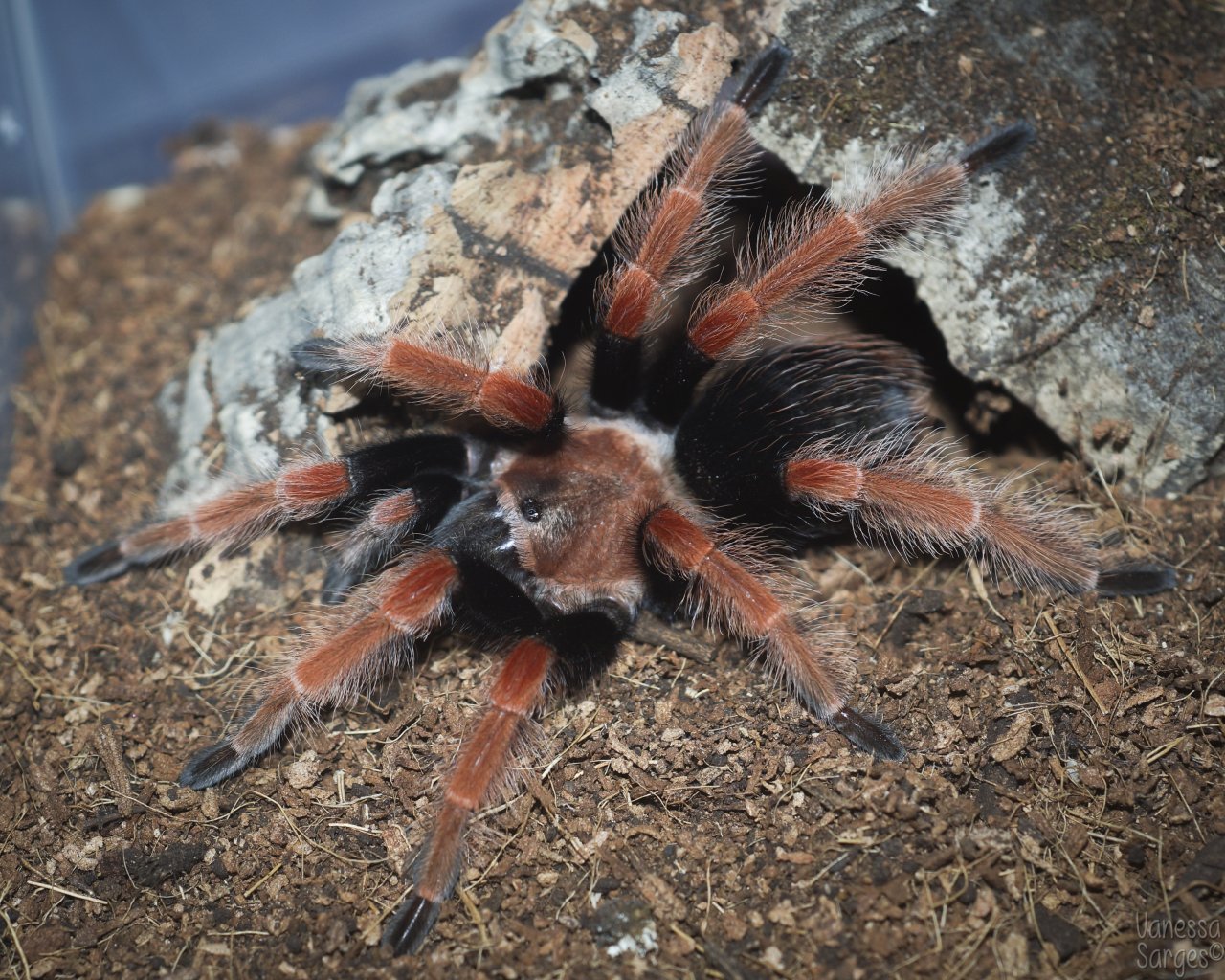 Brachypelma boehmei Juvenile Female