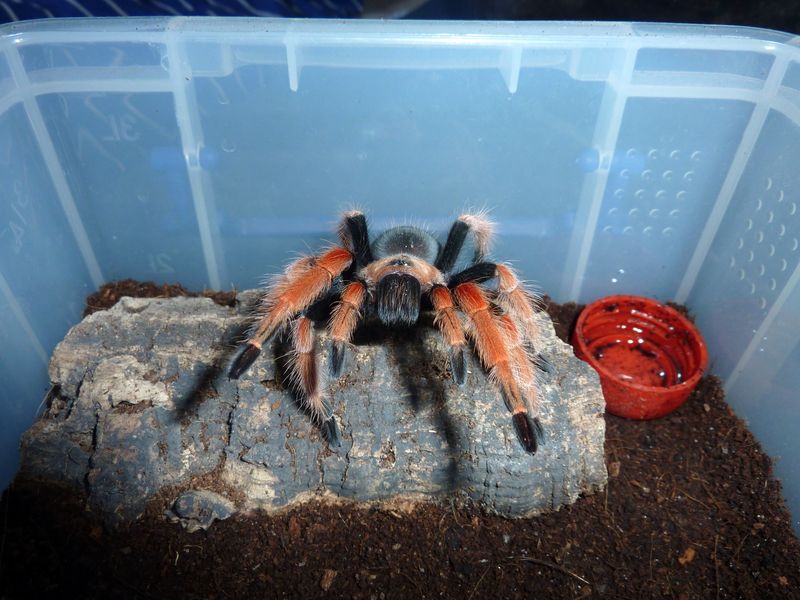 Brachypelma boehmei, juvie male