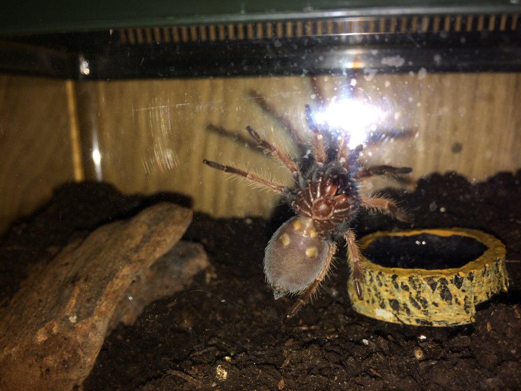 Brachypelma Boehmei male or female??