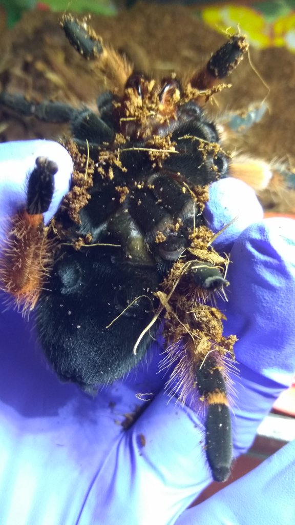 brachypelma boehmei male or female?