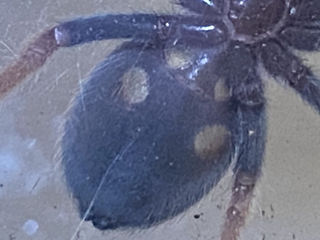 Brachypelma Boehmei male or female