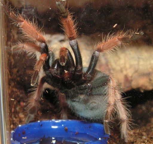 Brachypelma boehmei  Male ore Female?