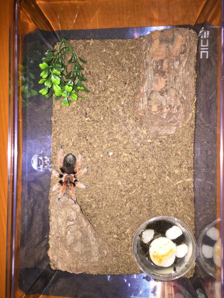 Brachypelma Boehmei - Mexican Fireleg