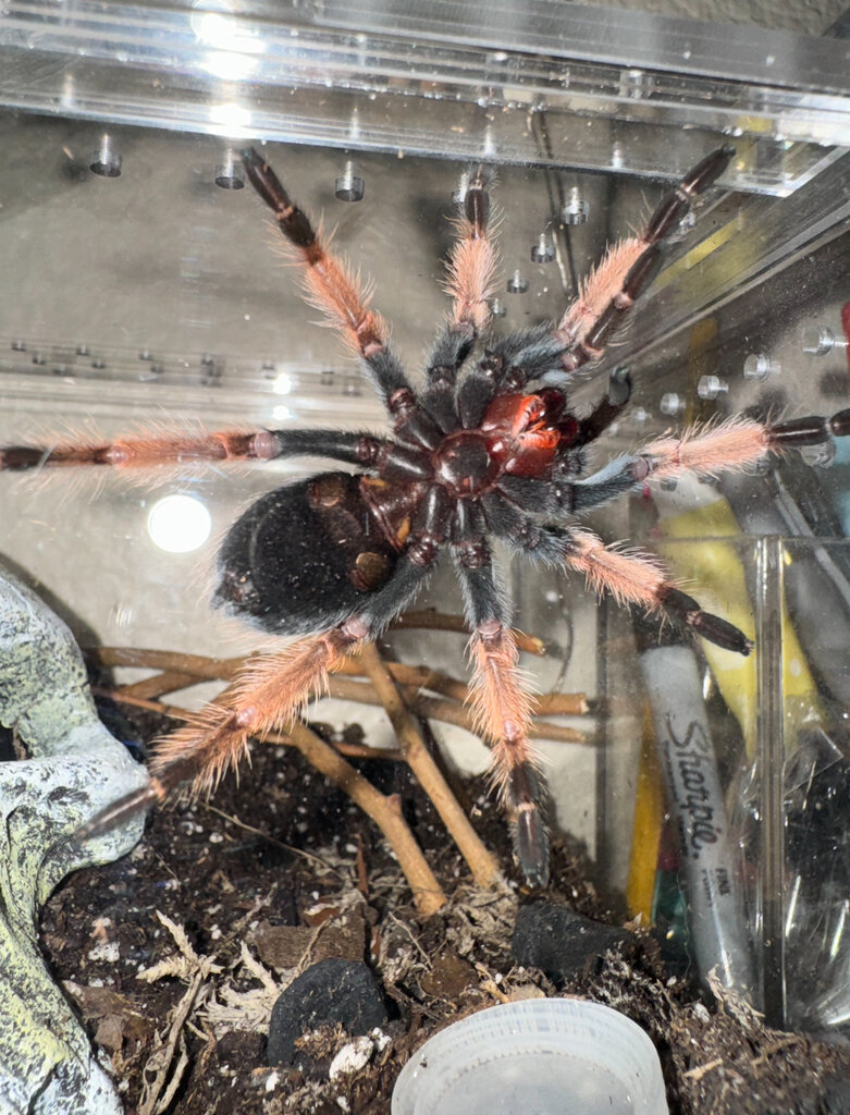 Brachypelma Boehmei -Mexican fireleg