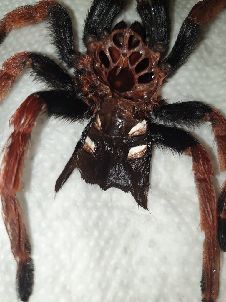 Brachypelma boehmei [molt sexing]