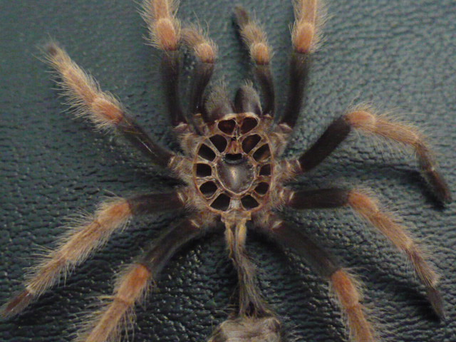 Brachypelma boehmei molt