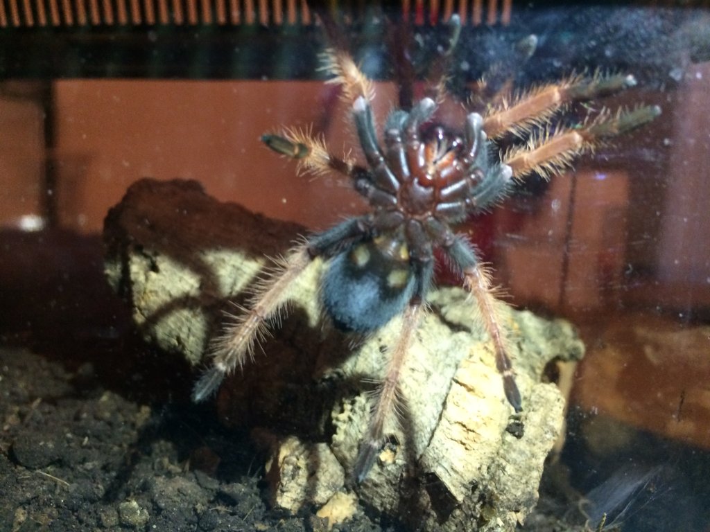 Brachypelma Boehmei pic 2