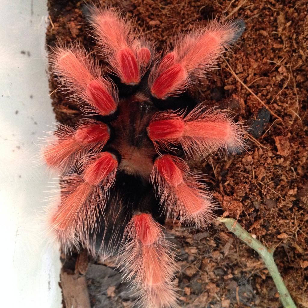 Brachypelma boehmei post-molt