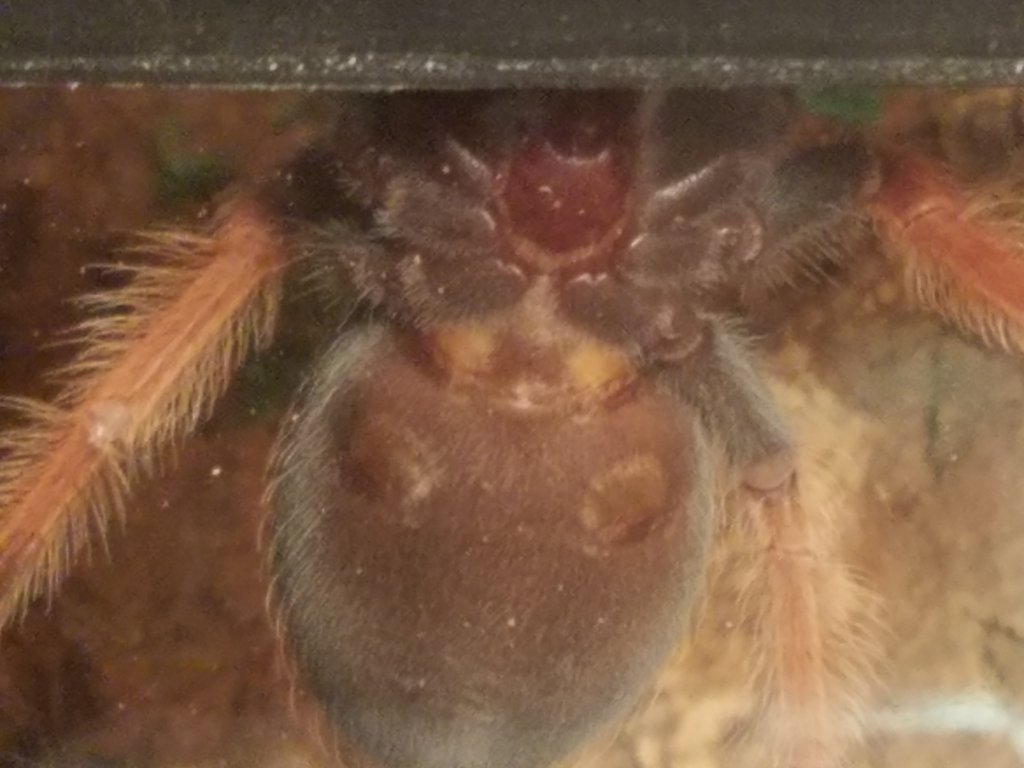 Brachypelma boehmei sex?