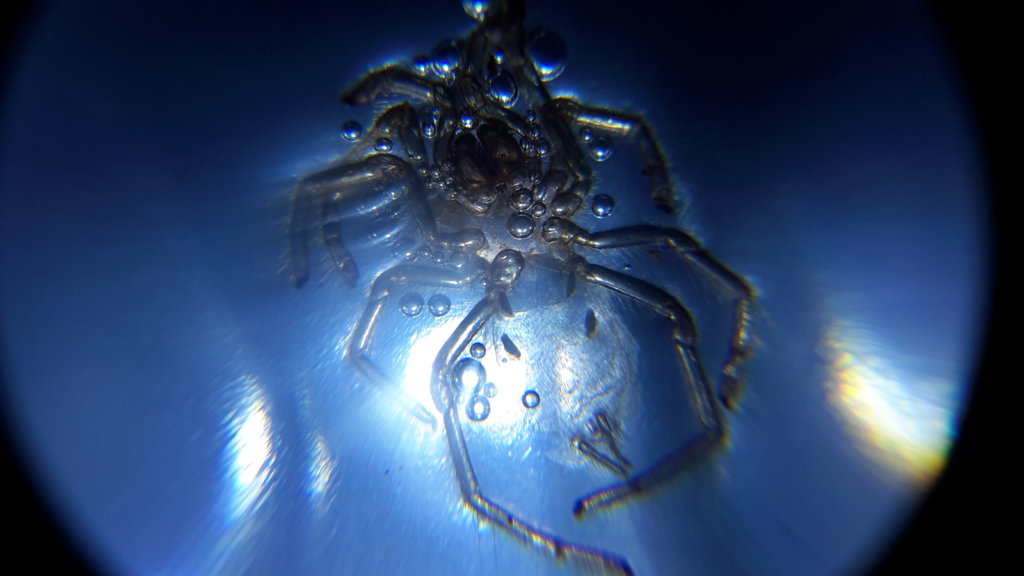 Brachypelma Boehmei sling in 10x magnification