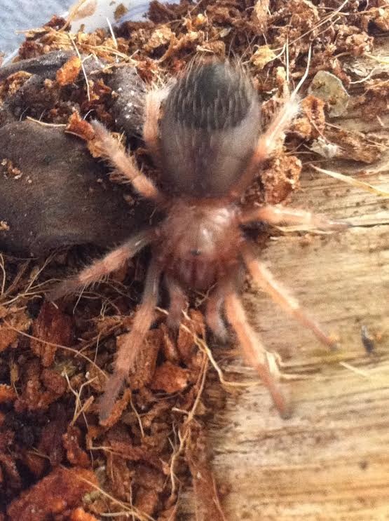 Brachypelma boehmei sling