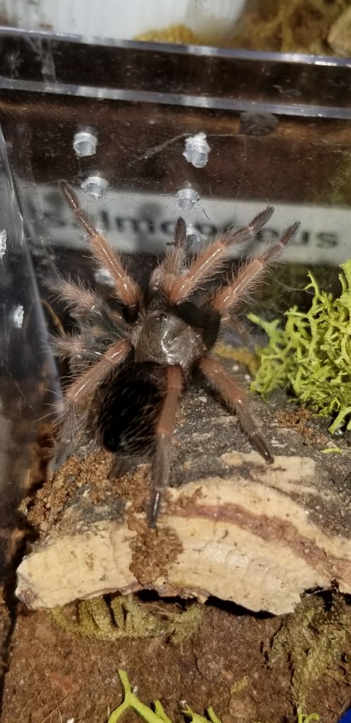 Brachypelma boehmei sling