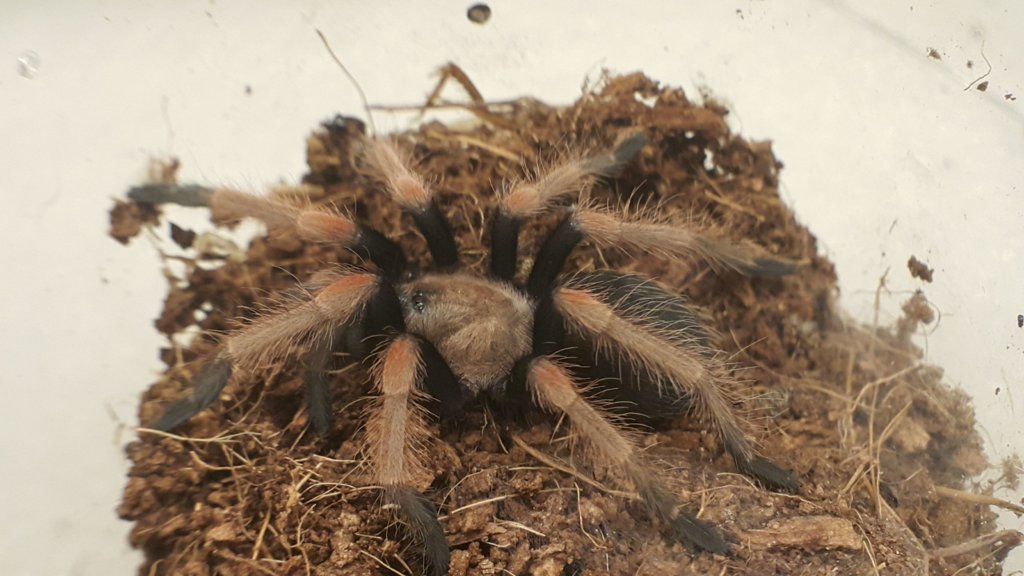 Brachypelma Boehmei sling