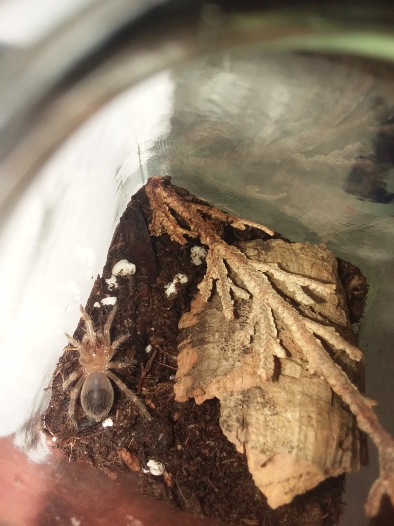 Brachypelma boehmei sling