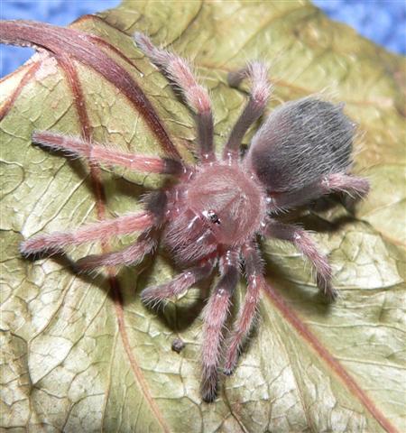 Brachypelma boehmei