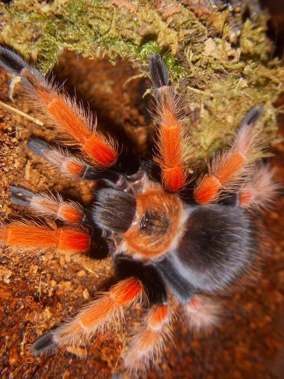 Brachypelma boehmei