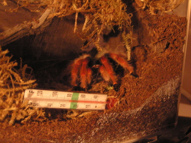 Brachypelma boehmei