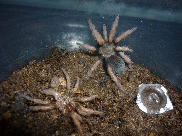 Brachypelma Boehmei