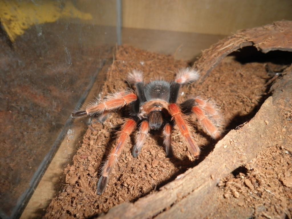 Brachypelma Boehmei