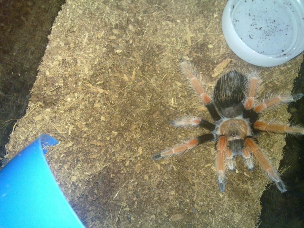 Brachypelma Boehmei