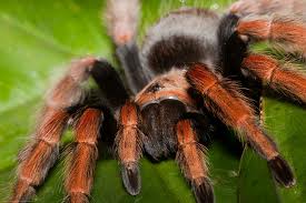 brachypelma boehmei