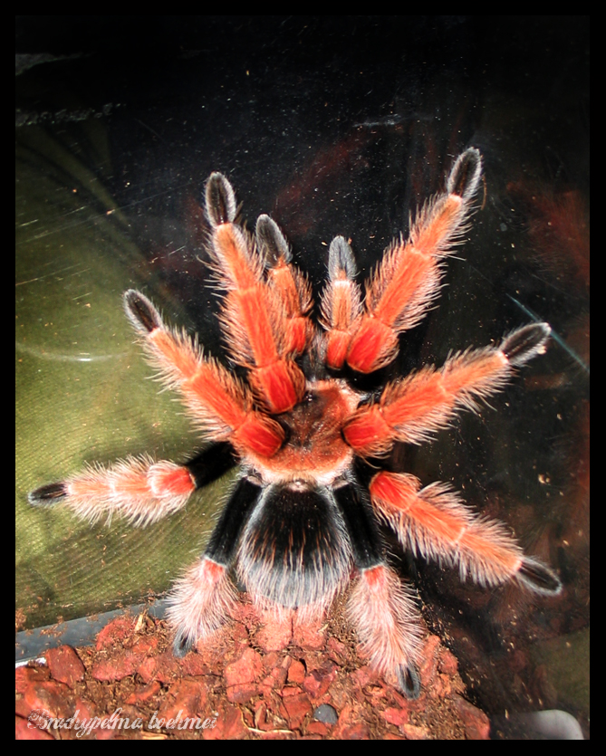 Brachypelma boehmei | Arachnoboards