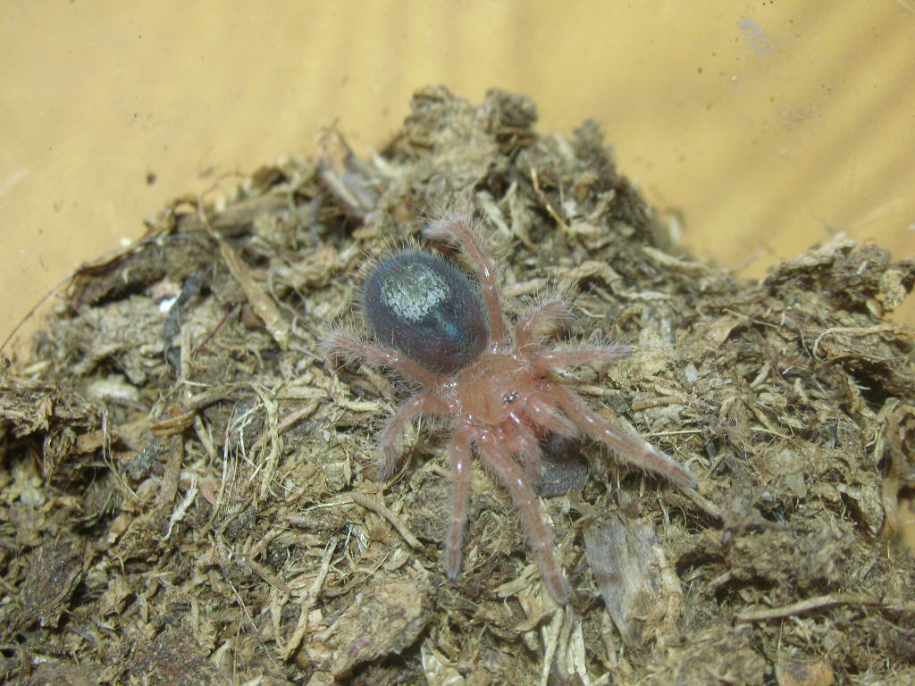 Brachypelma boehmei